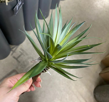 Supreme Succulent Pick Green 10'' - Artificial Flora Silk