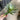 Supreme Succulent Pick Green 10'' - Artificial Flora Silk
