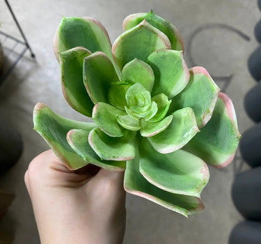Supreme Succulent Saucer Green-Pink Pick - Uncategorized Silk