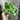 Supreme Succulent Saucer Green-Pink Pick - Uncategorized Silk