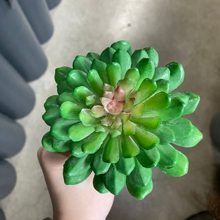Lotus Succulent Pick Green 6"