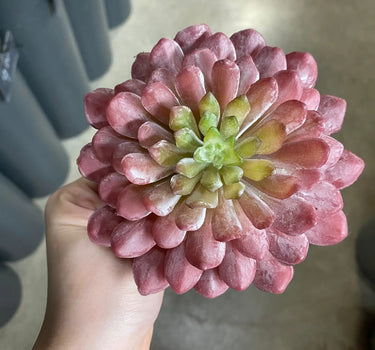 Supreme Lotus Succulent Pick Red-Green 6" - Uncategorized Silk
