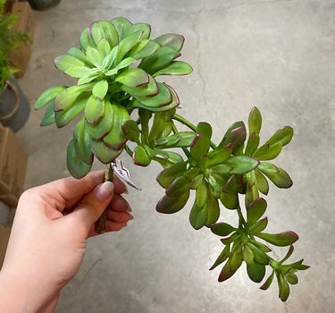 Supreme Succulent Pick Green 12'' - Artificial Non-Flowering Plants Silk