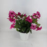 Evergreen Home and Floral Petunia Mauve Potted Plant - Uncategorized