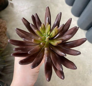 Supreme Succulent Pick Burgundy 9.5" - Uncategorized Silk