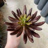 Supreme Succulent Pick Burgundy 9.5" - Uncategorized Silk