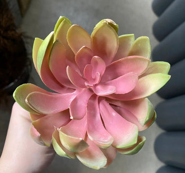 Supreme Echeveria 8.5'' Pink/Green - Uncategorized Silk