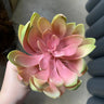 Supreme Echeveria 8.5'' Pink/Green - Uncategorized Silk
