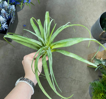 Supreme Air Grass Plant Green - Uncategorized Silk