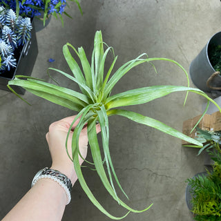 Air Grass Plant Green