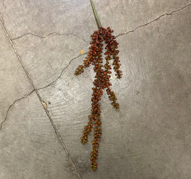 AmBest Sedum Hanging Stem Yellow-Brown 23" - Uncategorized Silk