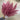 Allstate Pampas Grass Bundle Rose 14" - Uncategorized Silk