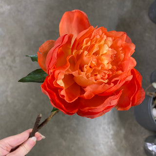 Peony Rust Stem