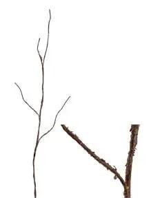AmBest Berry Branch - Uncategorized Silk