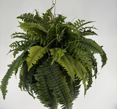 UV Three Fern Hanging Basket