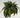 UV Three Fern Hanging Basket