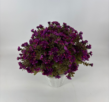 Purple Mum - Potted w/ 2 Bushes