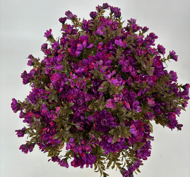 Purple Mum - Potted w/ 2 Bushes