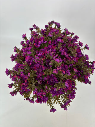 Purple Mum - Potted w/ 2 Bushes