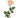 Just Cut Open Garden Rose Stem Blush 25"