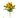 UV Pansy Plant Bush Yellow 10.5"
