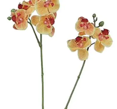 Select Real Touch Mini Phalaenopsis Orchid Orange - Uncategorized Silk