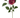 Select Pinnate Dahlia Spray Fuchsia 24" - Uncategorized Silk