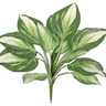 Select Hosta Plant Bush 24" - Uncategorized Silk