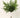 Silk Norfolk pine bush, green, 17-inch arrangement in a clear glass vase