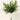 Silk Norfolk pine bush, green, 17-inch arrangement in a clear glass vase