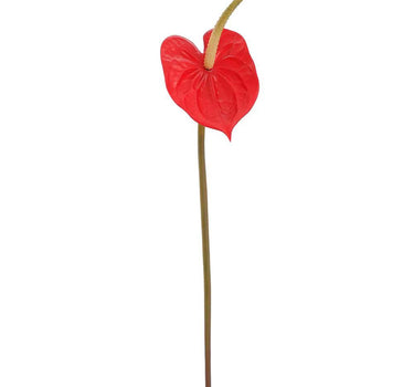 Anthurium Spray Red 21" - Evergreen Home and Floral