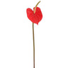 Anthurium Spray Red 21" - Evergreen Home and Floral
