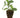 Allstate Apple Leaf Plant with Soil Base Green 6" - Artificial Non-Flowering Plants Silk