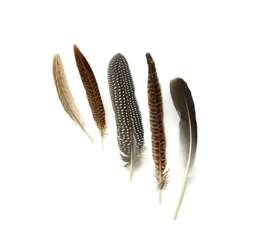 Natural Pheasant Feathers  4-10" (Pack of 20)