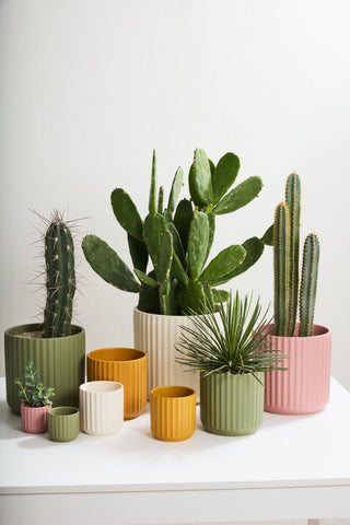 Green Beam Pot 7" x 6.75"
