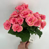 Direct Export Begonia Bush Pink 10" - Artificial Flora Silk