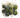 Allstate Assorted Key Limes (Box/15) - Uncategorized Silk