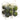 Allstate Assorted Key Limes (Box/15) - Uncategorized Silk