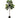 Fiddle Leaf 4.5'