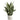 Allstate Sansevieria Snake Plant in Cement Pot Green-Grey 26" - Artificial Flora Silk