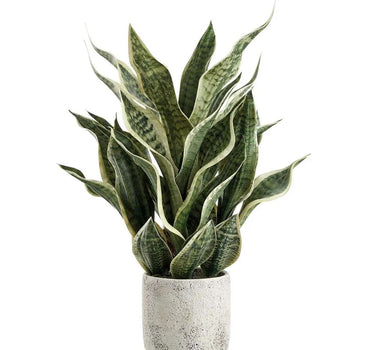Allstate Sansevieria Snake Plant in Cement Pot Green-Grey 26" - Artificial Flora Silk