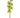 Cymbidium Spray Green-Brown 31"