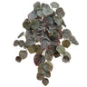 Allstate Pepperomia Bush Dark Green 19" - Uncategorized Silk