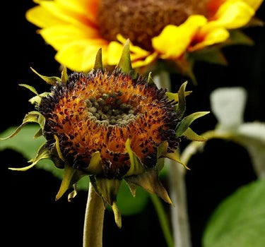 Sunflower Spray Brown 28"