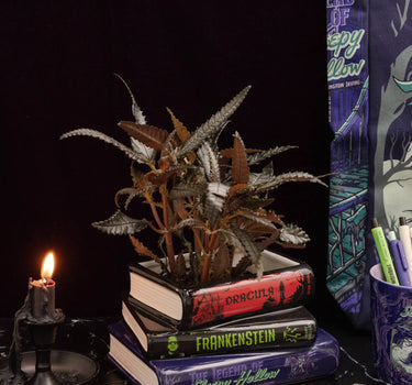 Sleepy Hollow Stacked Book Planter