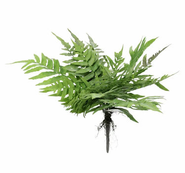 Direct Export Fern Bush 20" - Artificial Non-Flowering Plants Silk