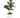Allstate Fiddle Leaf Plant in Cement Pot 14" - Artificial Non-Flowering Plants Silk