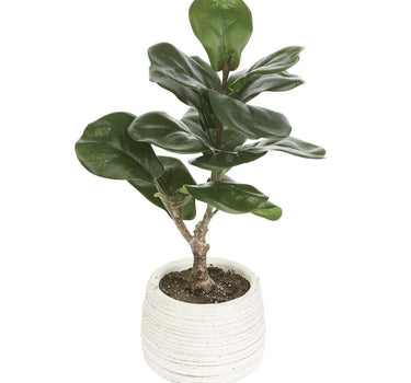 Allstate Fiddle Leaf Plant in Cement Pot 14" - Artificial Non-Flowering Plants Silk