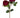 AmBest Fresh Touch Cabbage Rose Dark Red 21" - Uncategorized Silk