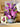FreshCut Paper LLC Garden Lilacs Pop-Up Greeting Card - Greeting Cards Merchandise